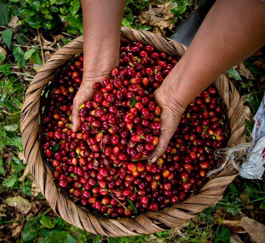 Canasta de granos de café maduros recién cosechados